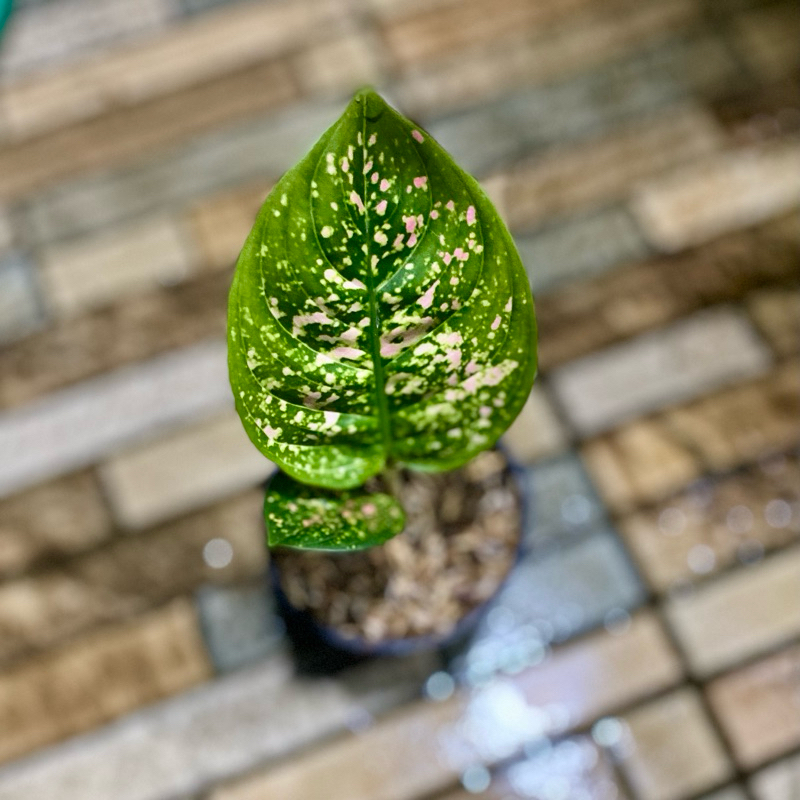 Aglaonema Ruby Kura