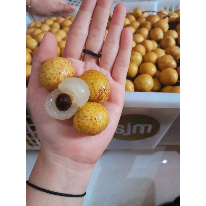 

kelengkeng manis daging tebal,fresh