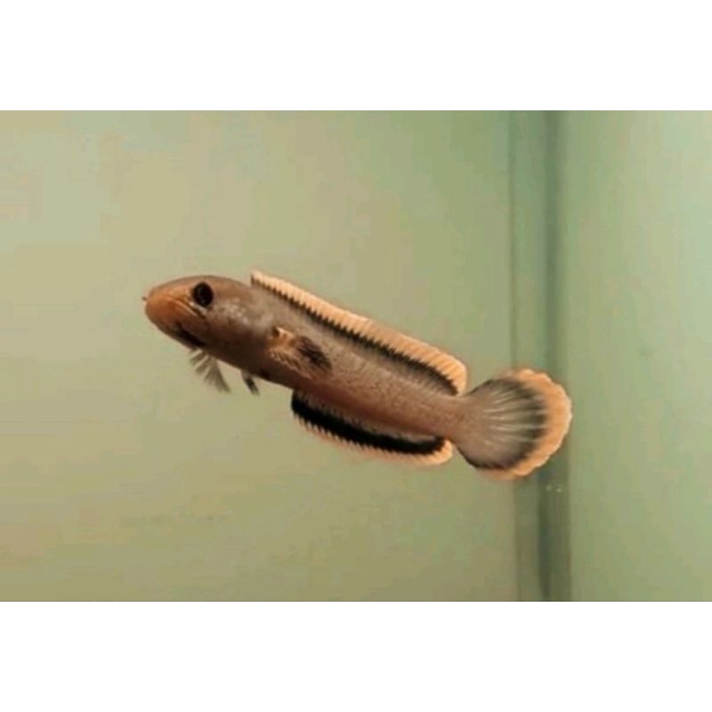 Limbata cb 5-7cm single tank mangap mangap (bonus pelet)