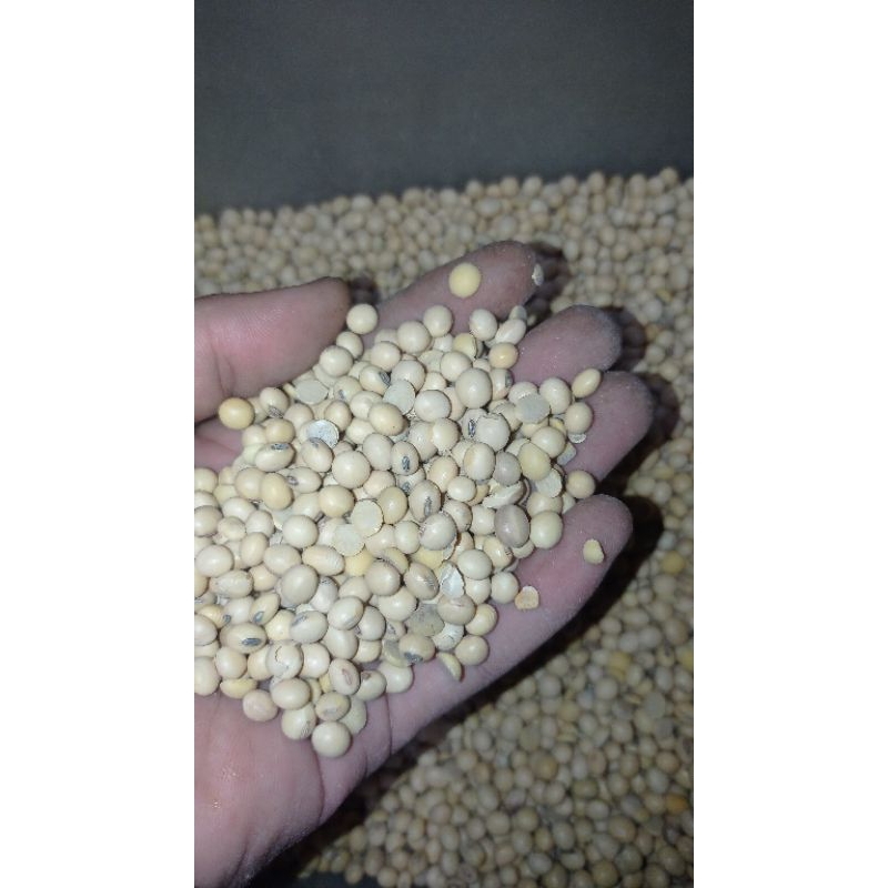 

Kacang kedelai import