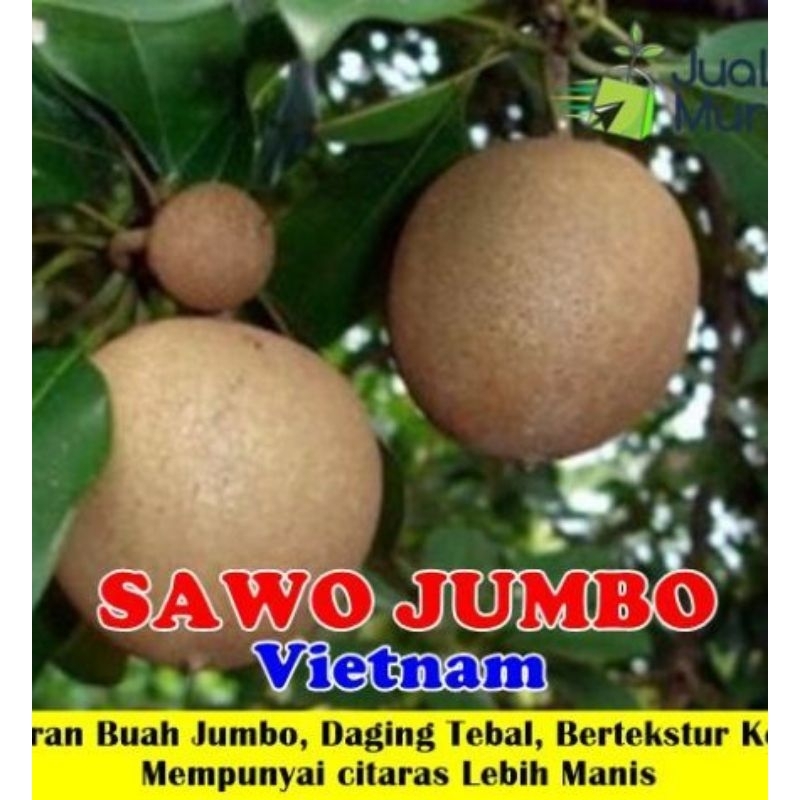 

SAWO JUMBO SEGAR 1KG MURAH DI AMBIL DADAKAN