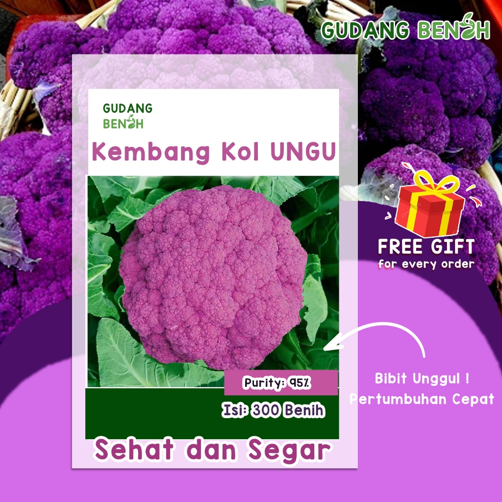 [TERMURAH] Bibit Tanaman Sayuran Kembang Kol Putih & Ungu Berkualitas Isi 600 Benih / Brokoli