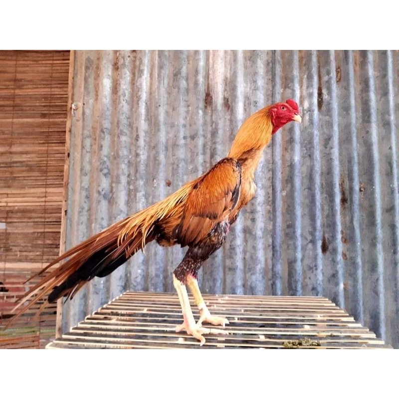 telur vertil ayam bangkok ekor lidi super