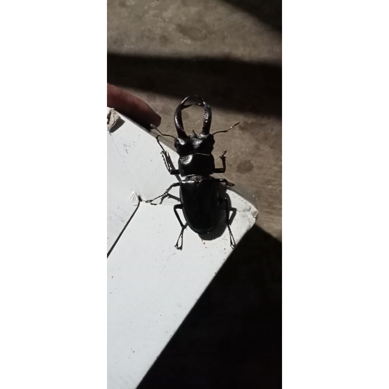 kumbang capit hidup/stag beetle/hexarthrius buqueti