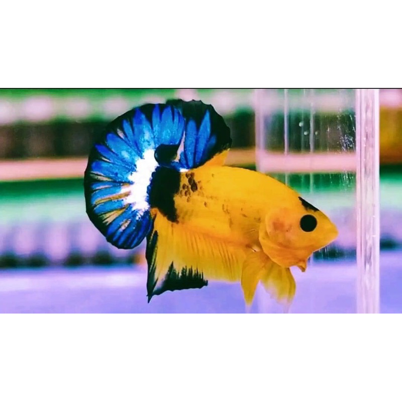 yellow hellboy 10 ekor