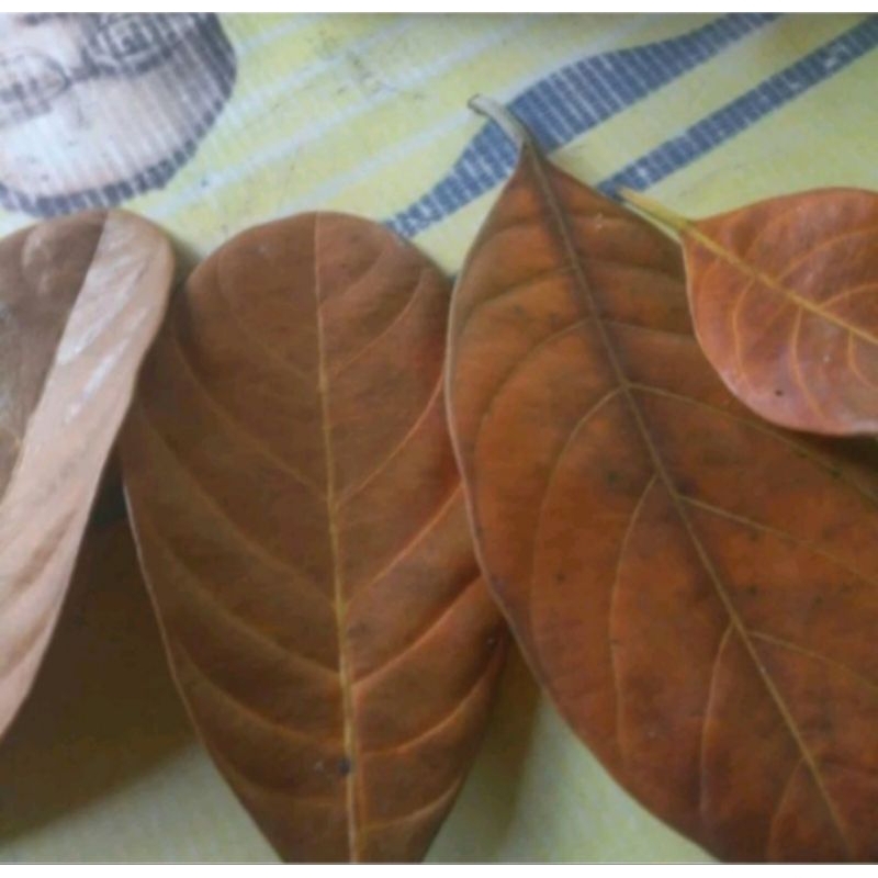 

Daun Nangka kering alami untuk pengobatan tradisional harga per 100 lembar