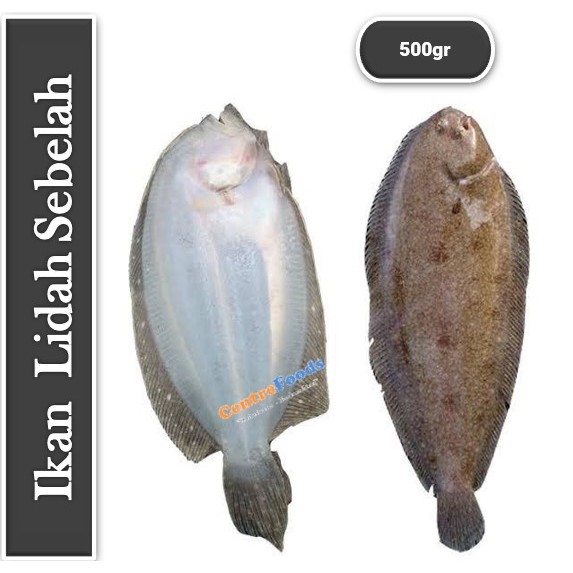

Ikan Lidah Sebelah - Lenci Fresh | 500gr [ Harga Per 0,5 Kg ]