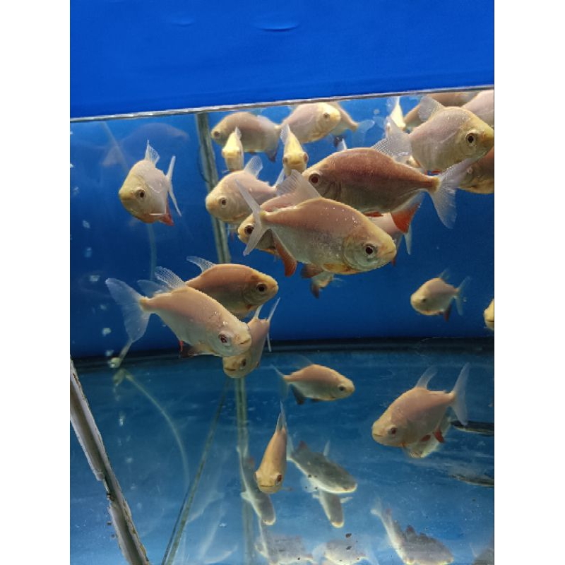 pacu albino/bawal albino