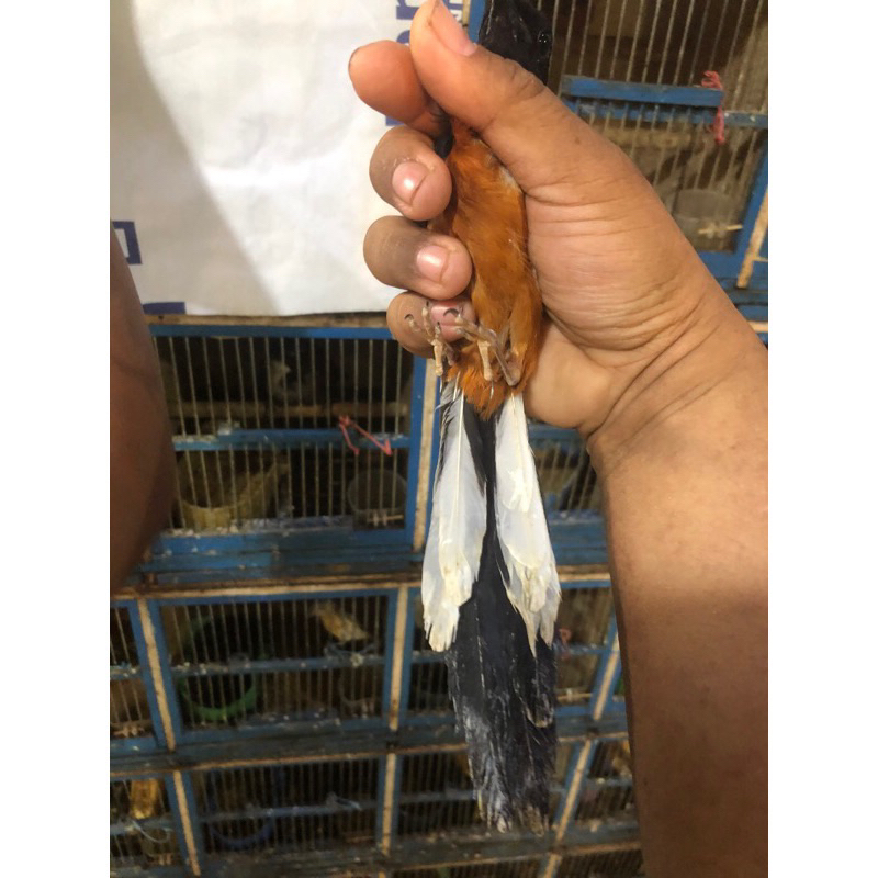 BE murai batu MH jnt mulus ekor nglewer panjang pilihan rawatan