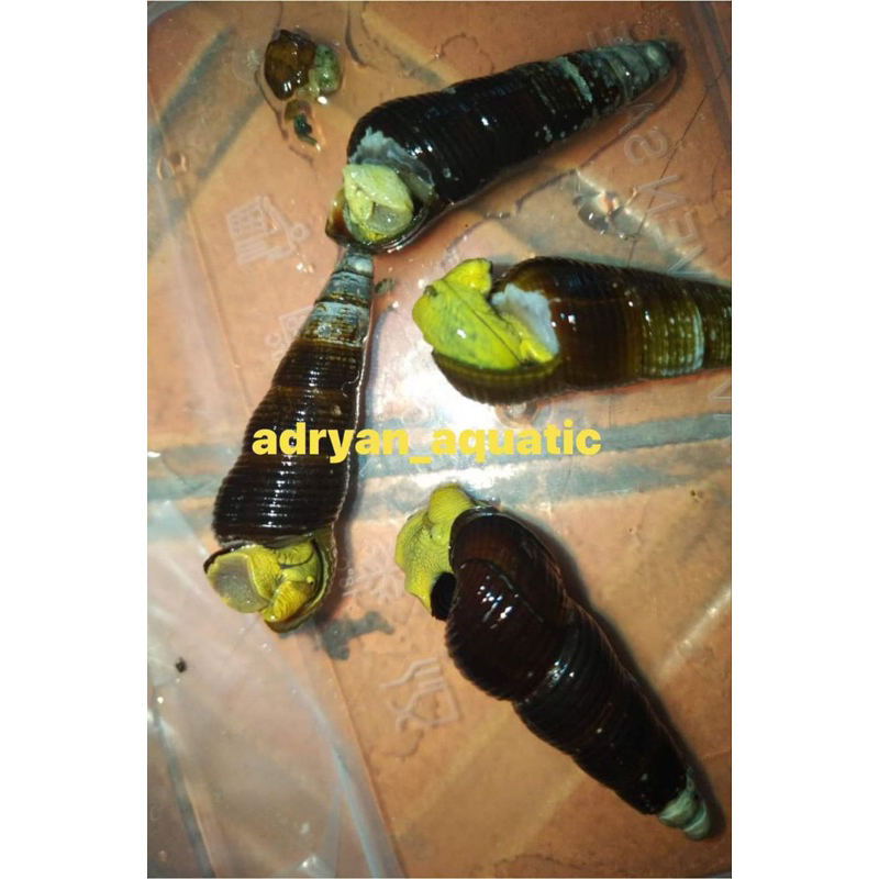 Yellow poso rabbit snail