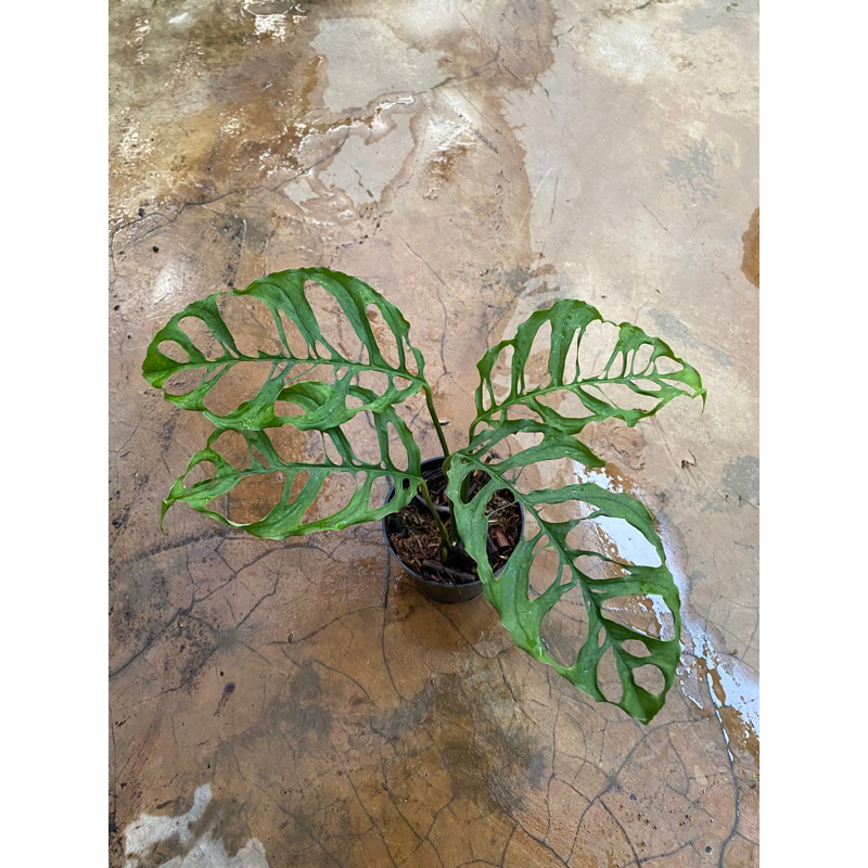 monstera obliqua peru