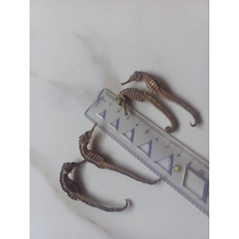 

KL HAI MA KERING ( 1 PCS UK. 6-8CM