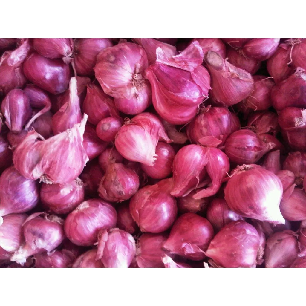 

BRAMBANG PENEMBAK JITU | BAWANG MERAH SUPER | UKURAN JUMBO