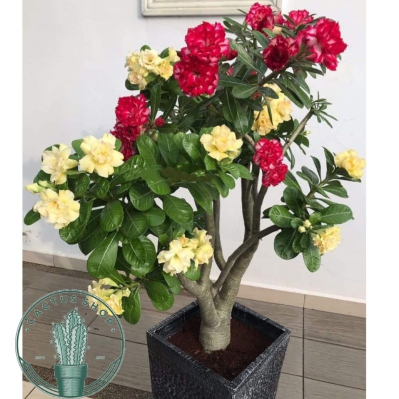 ADENIUM BUNGA TUMPUK / TANAMAN HIAS ADENIUM HIDUP ADENIUM JEPANG ID 2 WARNA KUNING DAH MERAH