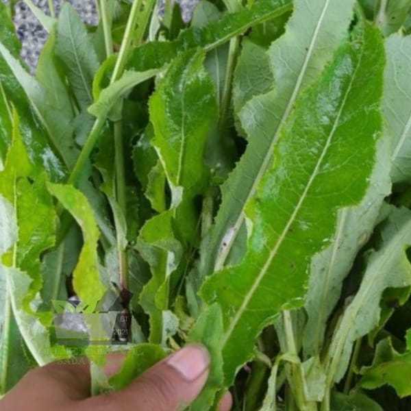 

Jual Daun Tempuyung fresh Sonchus arvensis