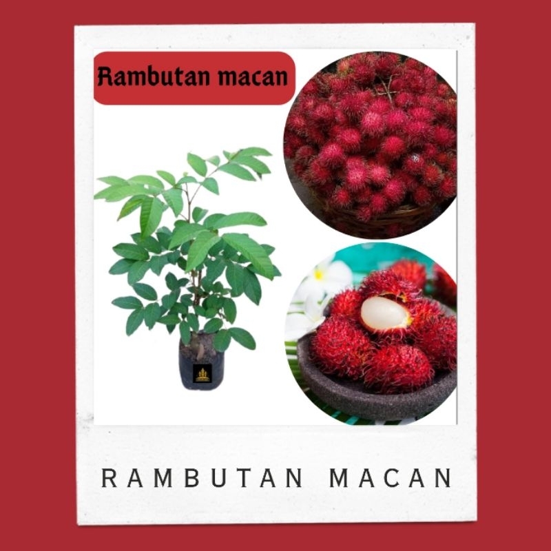 Bibit rambutan macan • Bibit rambutan macan • Bibit rambutan Bella bibit