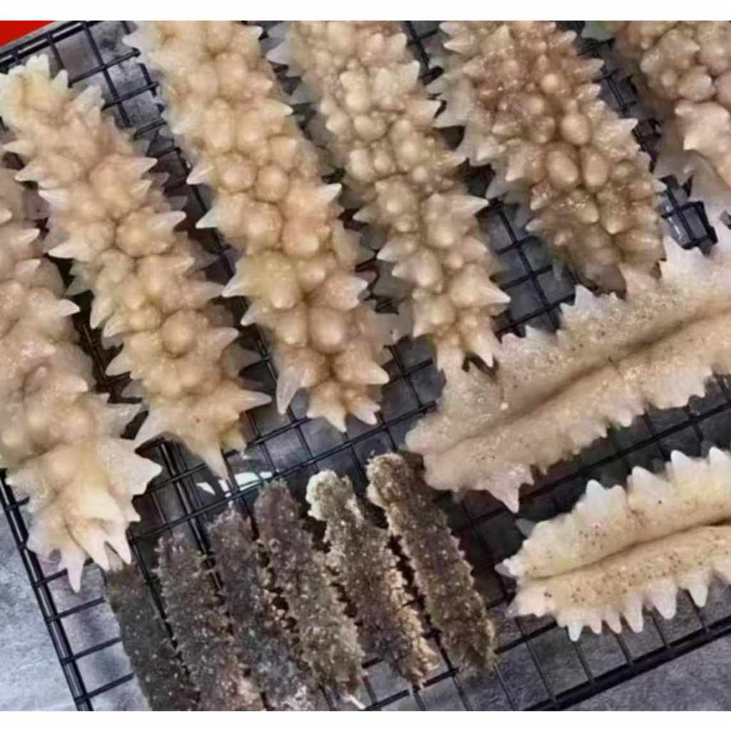 

Teripang Duri / Gondrong - Kulitas Premium