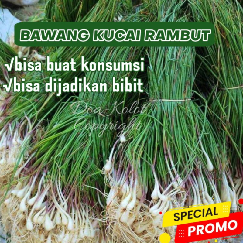 

Bawang Kucai Bawang Rambut Per ikat / Bisa Untuk Bibit