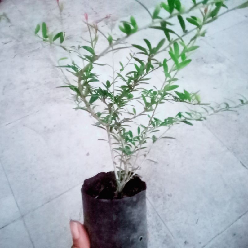 Neea buxifolia / Neea Ori Bahan Bonsai