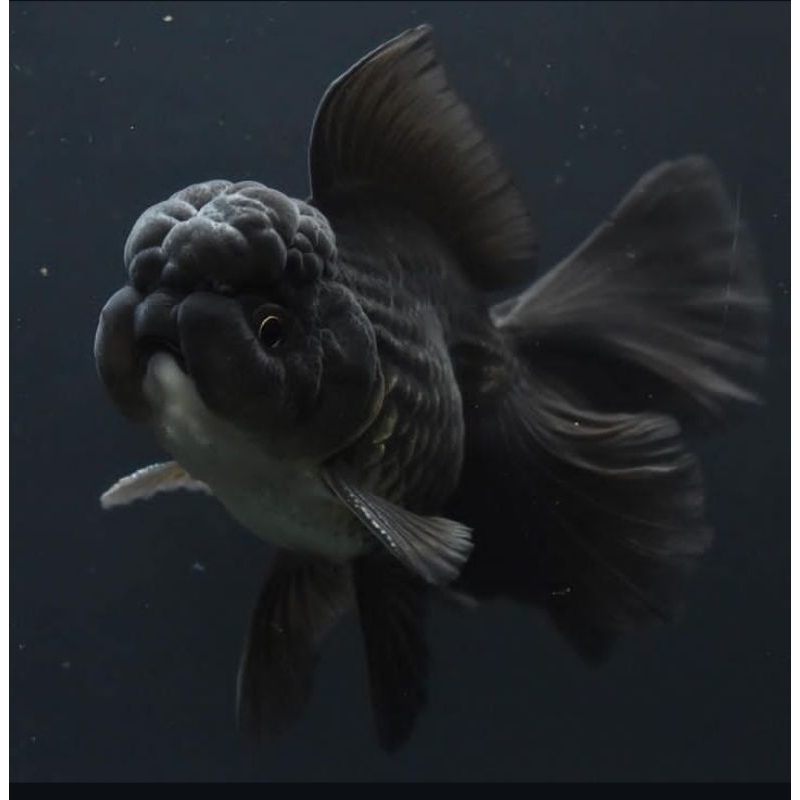 SIGEMBUL BLACK ORANDA LAYAK DIBESARKAN