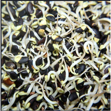 

Tauge Kacang HItam / Toge Kacang Item 1kg