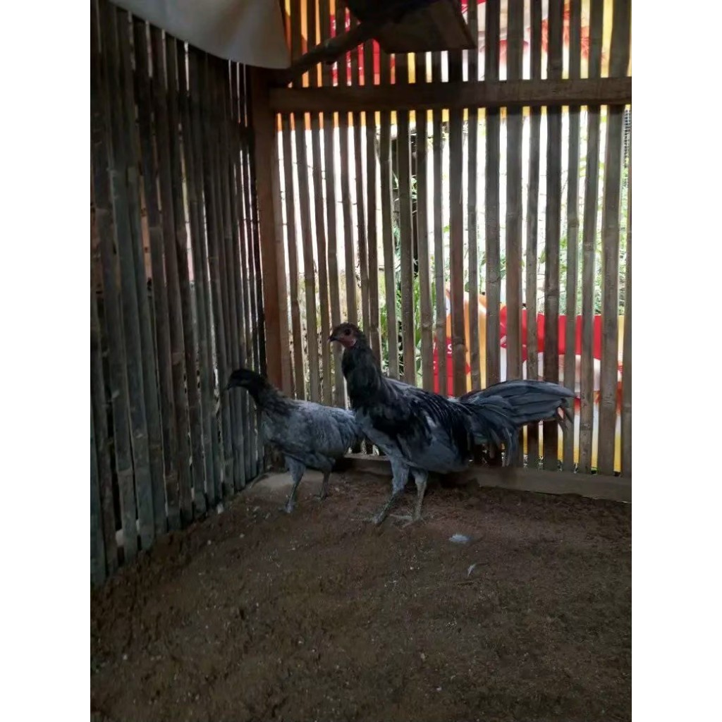 TELUR AYAM HIAS Blue SUMATERA FERTIL