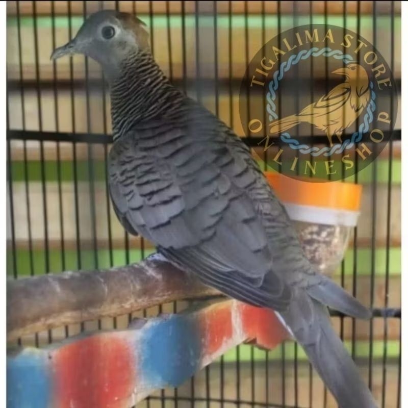 PERKUTUT LOKAL ASLI BLORA PILIHAN jANTAN