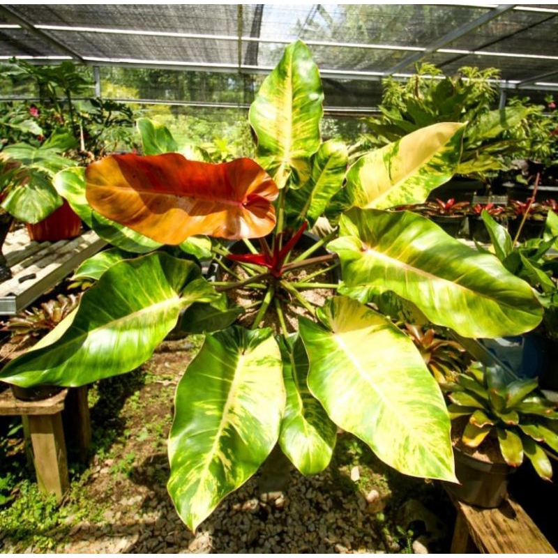 Tanaman Hias Philodendron Marmalade Tricolor