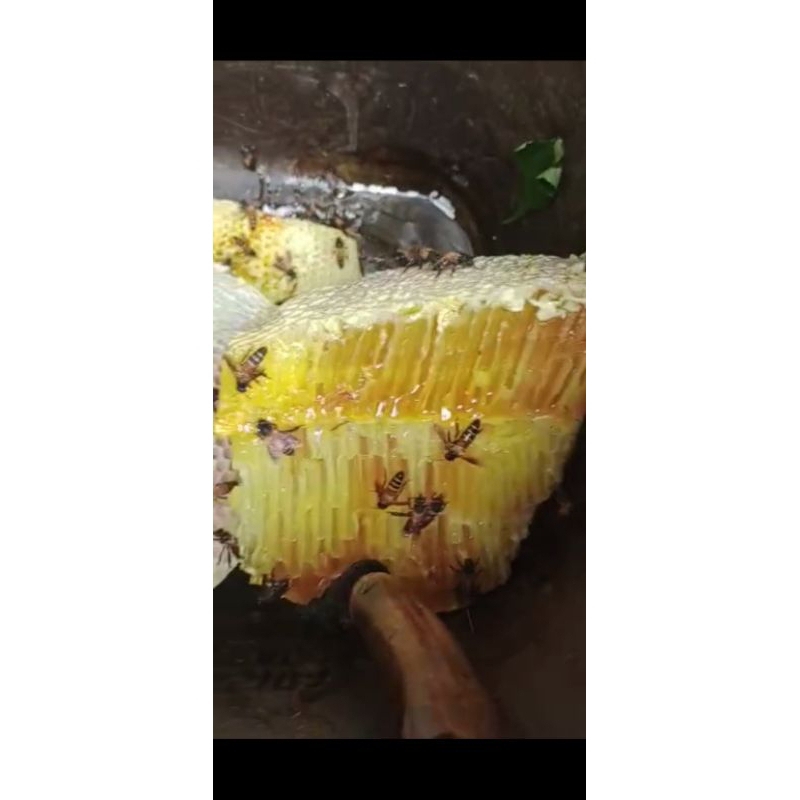 MADU MURNI ASLI MADU HUTAN ASLI MADU MURNI MULTIFLORA MADU ASLI ALAMI MADU KESEHATAN MADU SUPLEMEN M