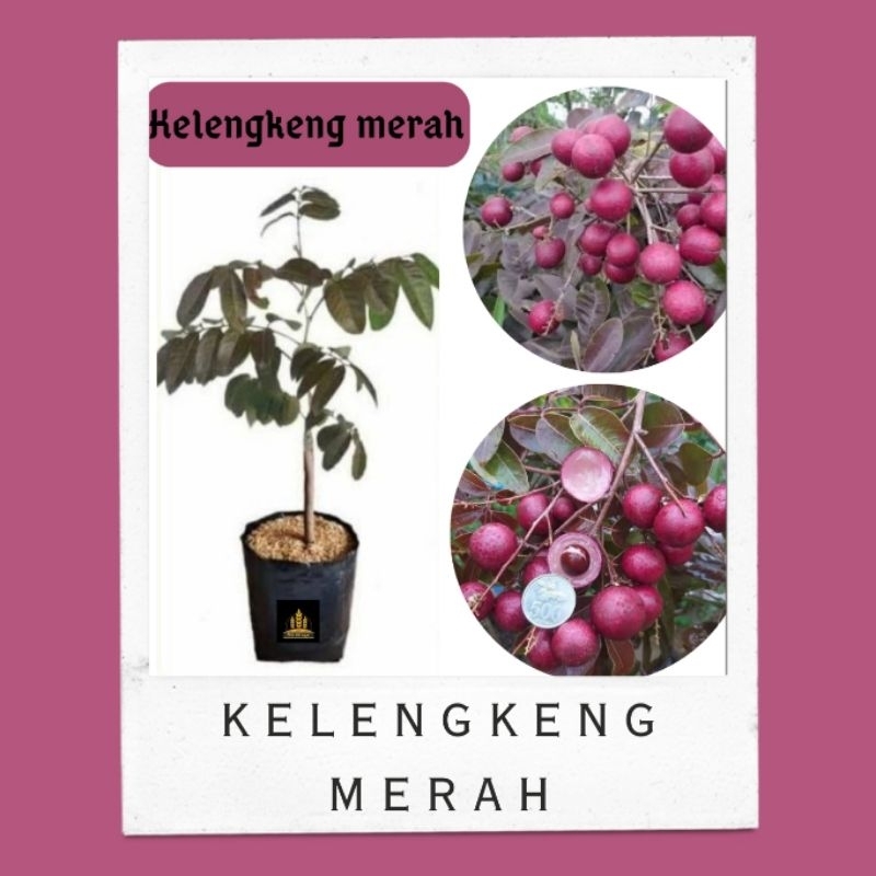 Bibit kelengkeng merah • Bibit kelengkeng ruby longan • Bibit kelengkeng merah Bella bibit