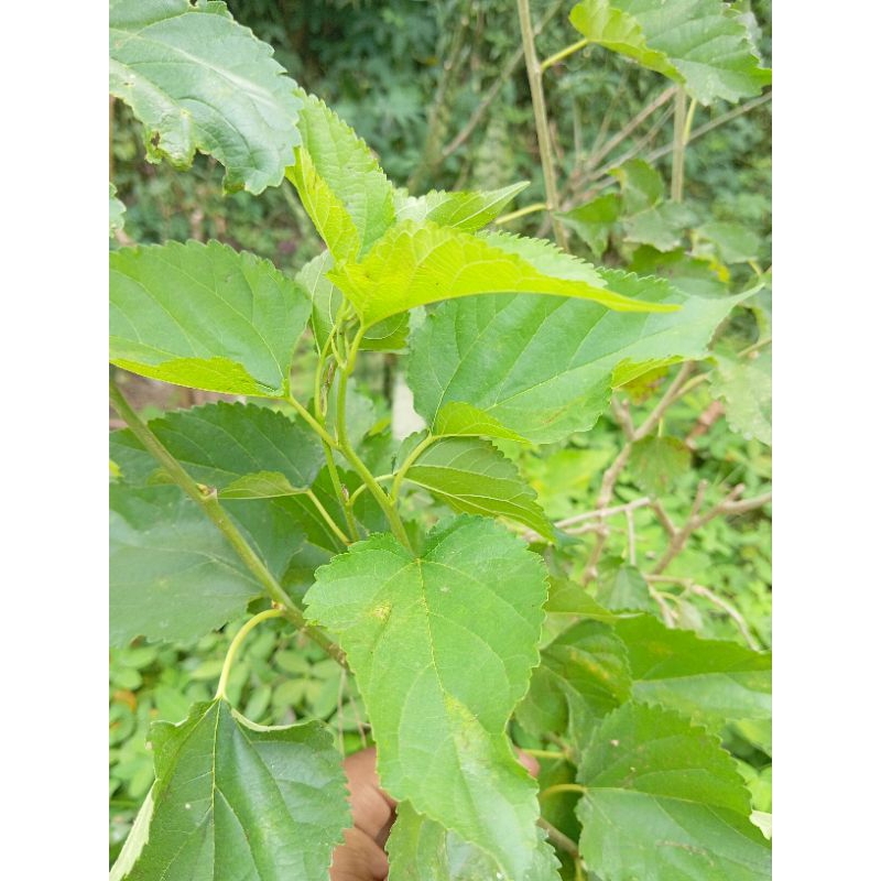 

Daun murbei Daun Babasaran 30 lembar