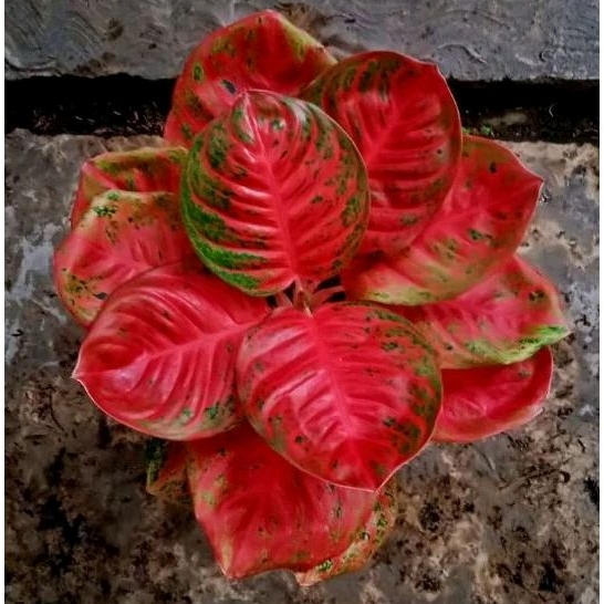 aglonema Wulandari daun 6-8 ukuran remaja