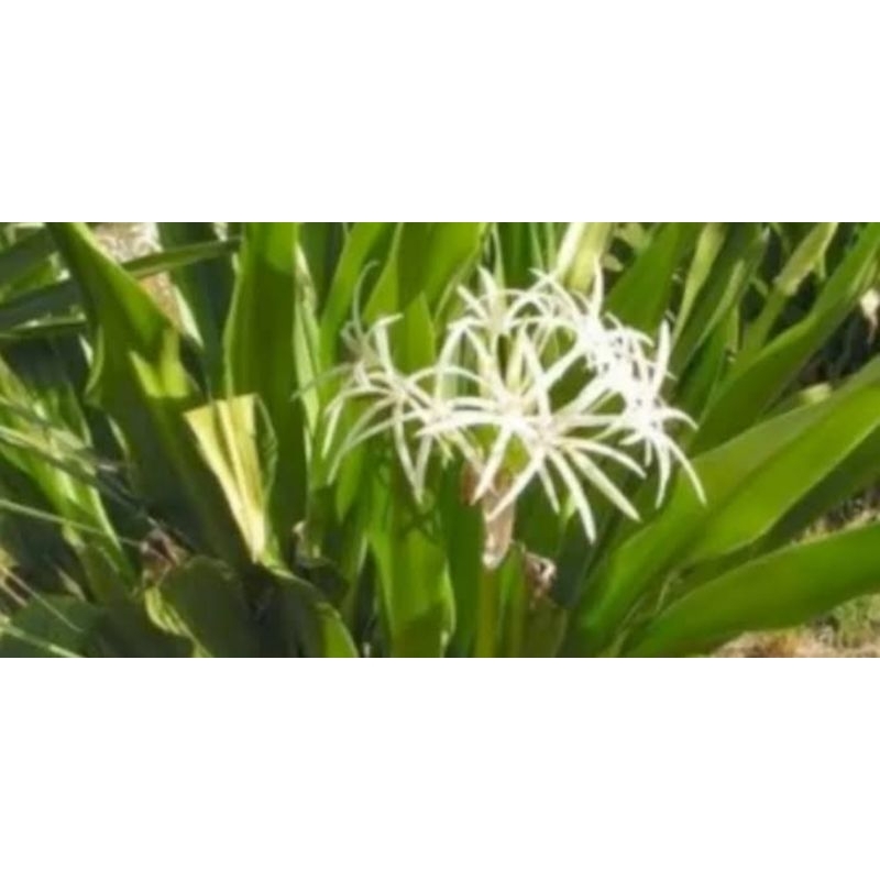 

Daun bakung segar 250 gram herbal alami