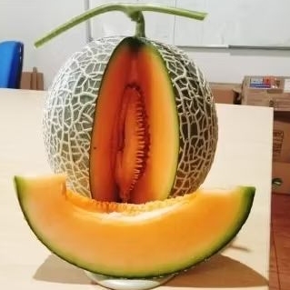 

READY KIRIM Fresh Melon Sweet Net Honeydew