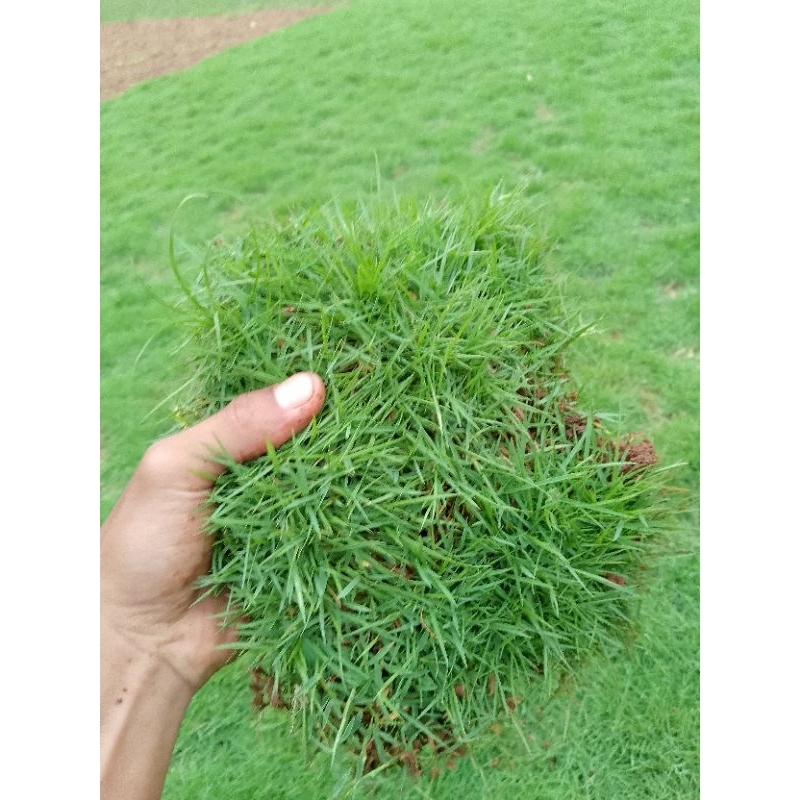 RUMPUT SWISS 20cmX20cm perlempeng sehat dan hijau asli 100% rumput, hidup, rumput taman, rumput hala