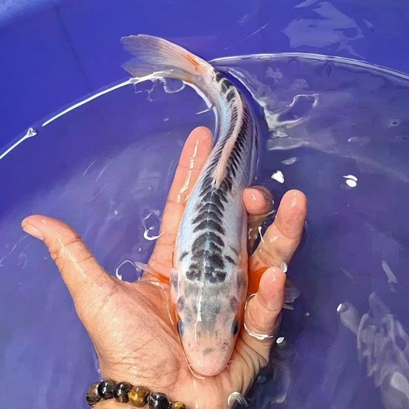 Ikan Koi Blitar Jenis Shusui / Rumah Koi Jakarta / kode 005