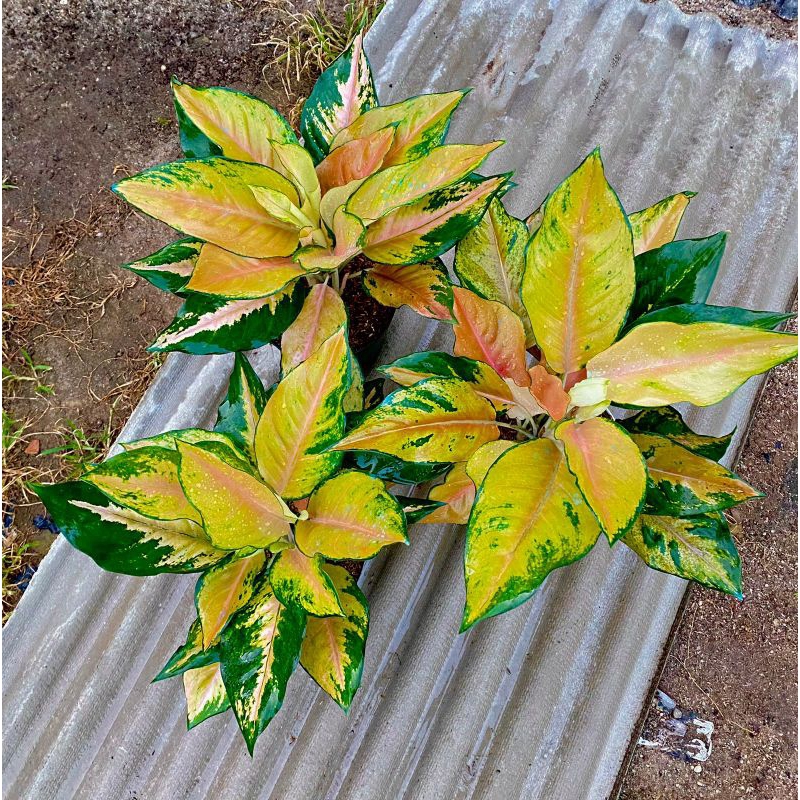 aglonema kochin tembaga/aglonema kocin tembaga sunrise daun 5-7 ukuran remaja