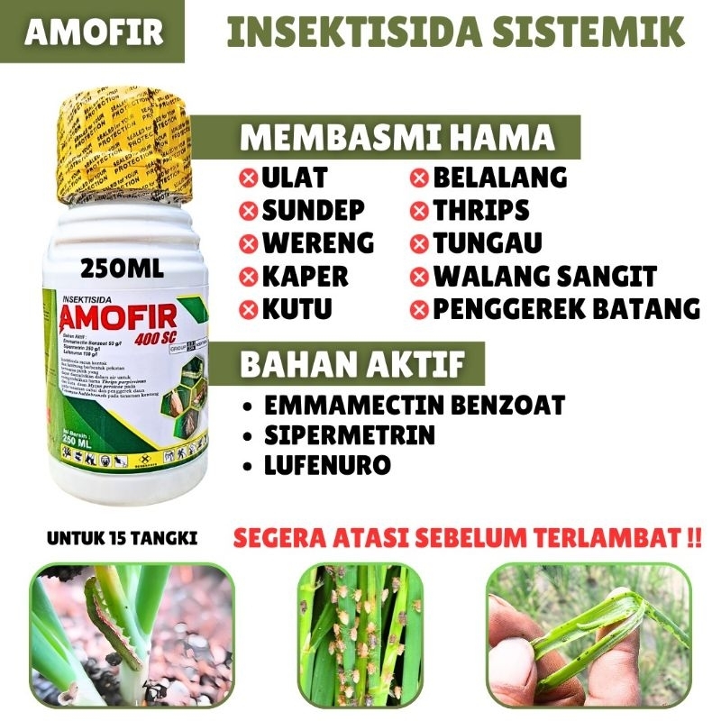 𝗜𝗡𝗦𝗘𝗞𝗧𝗜𝗦𝗜𝗗𝗔 𝗔𝗠𝗢𝗙𝗜𝗥 𝗢𝗥𝗜𝗚𝗜𝗡𝗔𝗟 - Insektisida Sistemik Dan Kontak Amofir