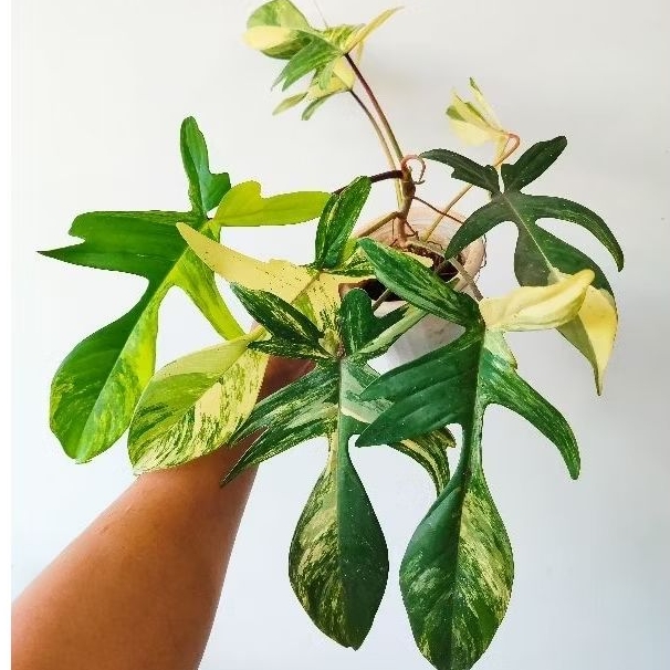 Philodendron flobe mature variegata