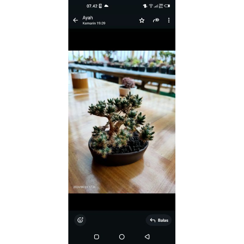 trichodiadema caudex bonsai