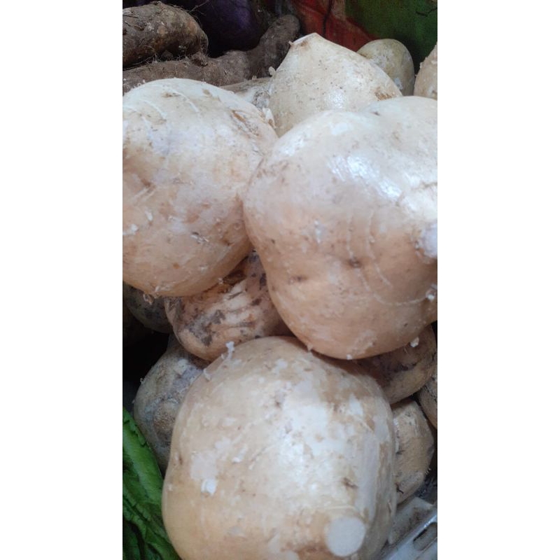 

bengkoang berat 500grm