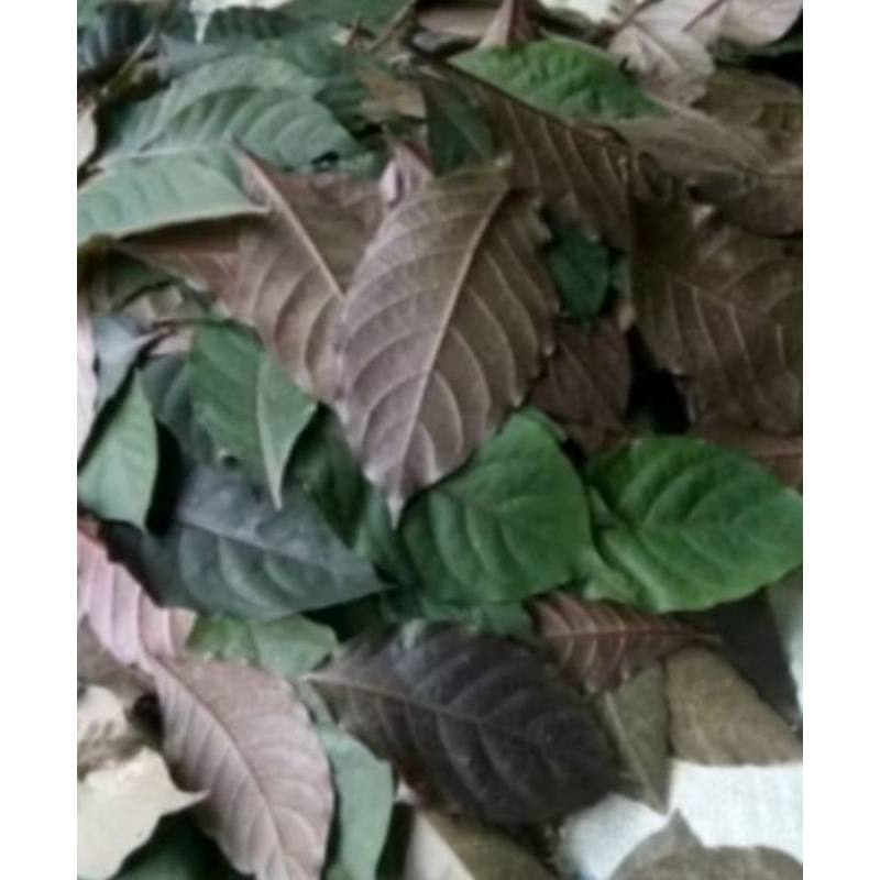 

daun handeleum 200 grm