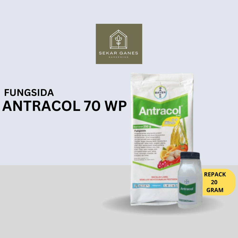 Antracol Fungisida Botol 20 Gram Fungisida Antracol 70wp Zinc 250 Gram Obat Anti Jamur Pada Tanaman 