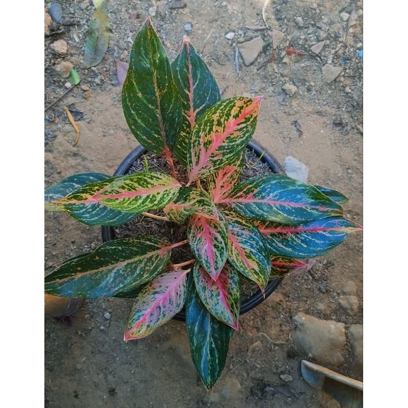 aglonema BIDADARI Rumpun anakan 5 pohon