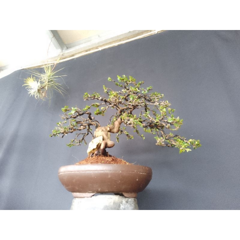 ohna micro ukuran small