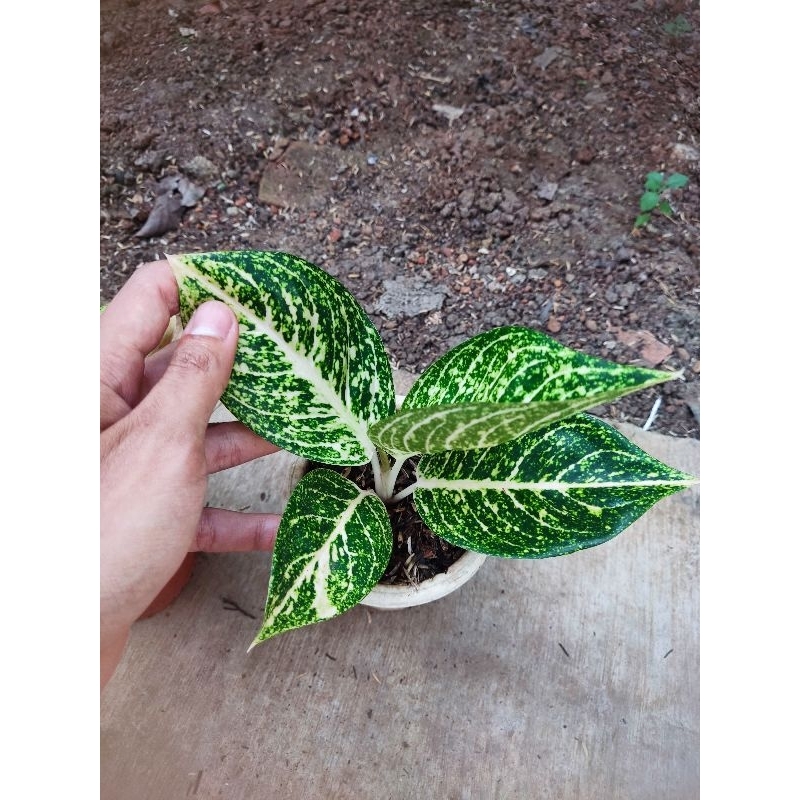 paket 2 Aglonema tanian lokal tiara white dan mutiara alba