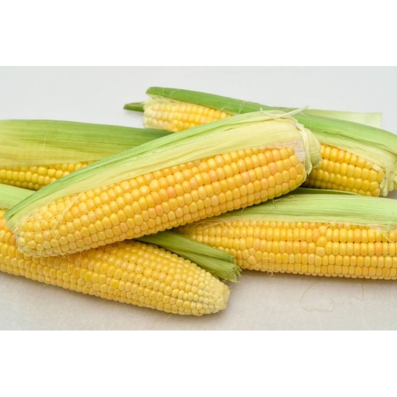 

jagung manis segar