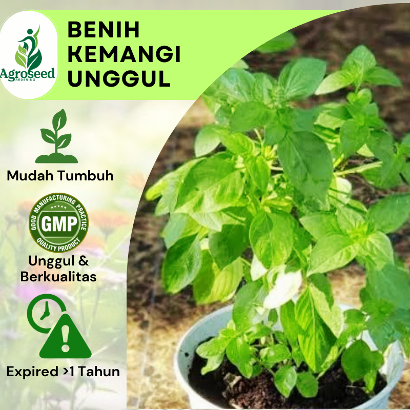 ±150 Benih Kemangi Termurah Tanaman Super Bibit Unggul Cepat Tumbuh Isi Banyak