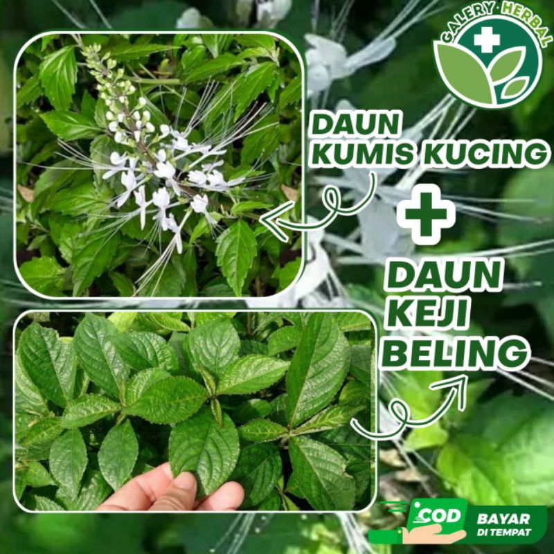 

Daun Kumis Kucing Dan Keji Beling Segar - Paket Hemat Ekonomis