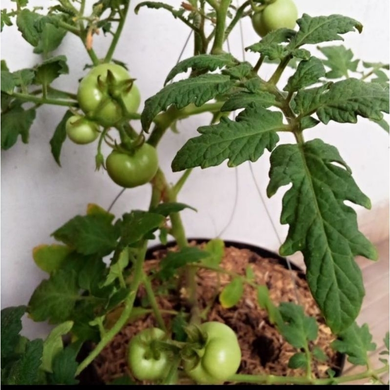 

POHON TOMAT BESAR SUDAH BERBUAH LEBAT